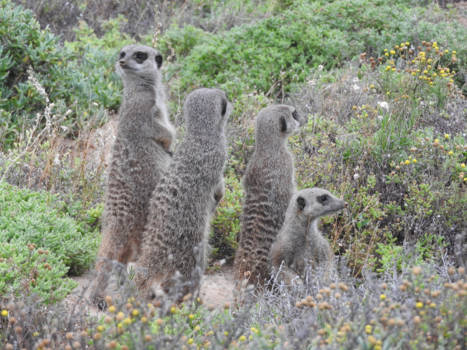 Oudtshoorn - Meerkat adventures Oudtshoorn South Africa