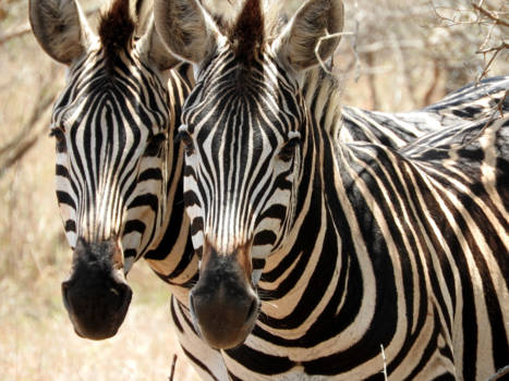 Krugerpark - Zebra's at Kruger Park South Africa