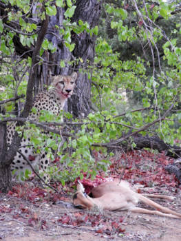 Krugerpark - Cheetah and prey, Krugerpark Sout Africa