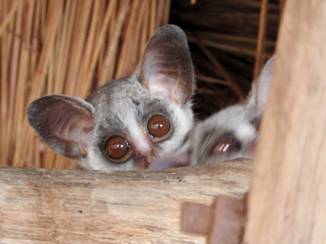 Hoedspruit - Bushbaby, Hoedspruit Sout Afria