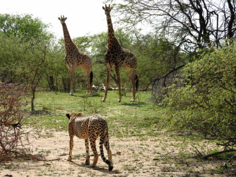 Hoedspruit - Cheetah with two giraffe's, Hoedspruit Sout Africa