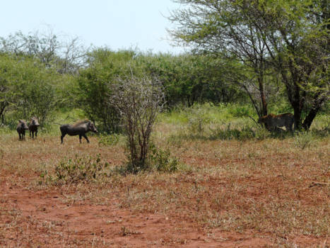 Krugerpark - Cheeta's vs Warthogs, Krugerpark South Africa