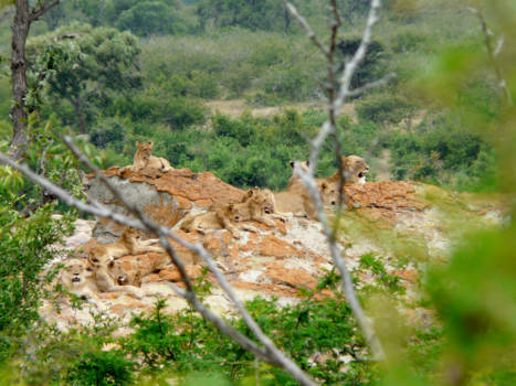 Krugerpark - Pride of Lionesses, Krugerpark South Africa