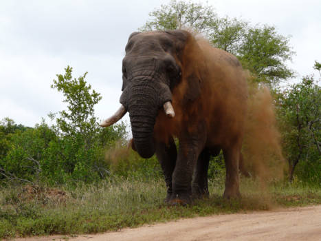 Krugerpark - Elephant Dustbatch, Krugerpark South Africa