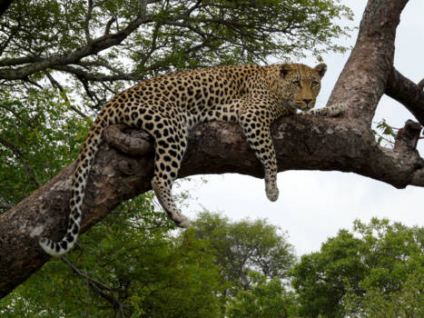 Hoedspruit - Leopard in tree, Hoedspruit South Africa