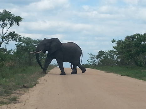 Krugerpark - De Olifant met zijn 5e been..........