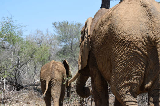 Zuid-Afrika - "En een olifant loopt door"