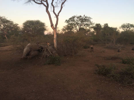 Zuid-Afrika - Circle of life