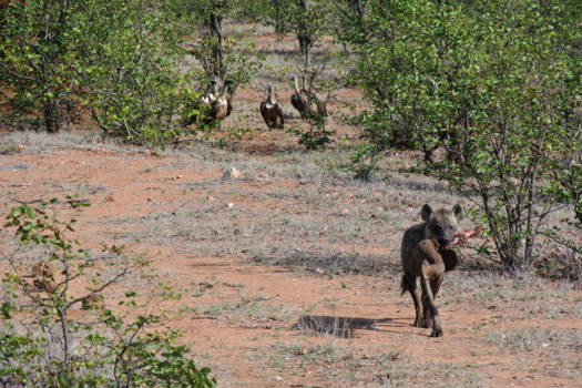 Krugerpark - Hyena met olifantenpoot