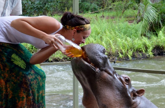 Limpopo - Thee geven