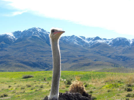 Swartberg Pass - Struisvogels in de bergen!