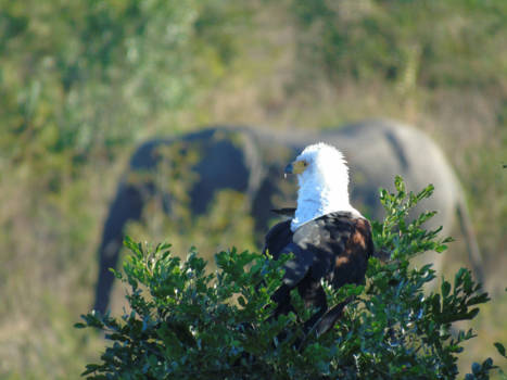 Krugerpark - I spy with my little eye .....