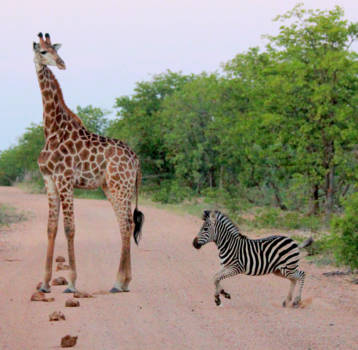 Krugerpark - oeps, wegwezen de toeristen zijn er al .....