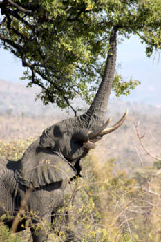 Krugerpark - Hungry Elephant