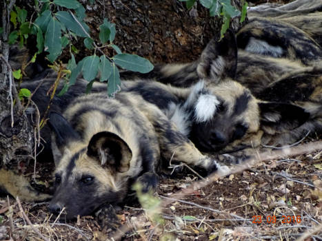 Krugerpark - waakzaam