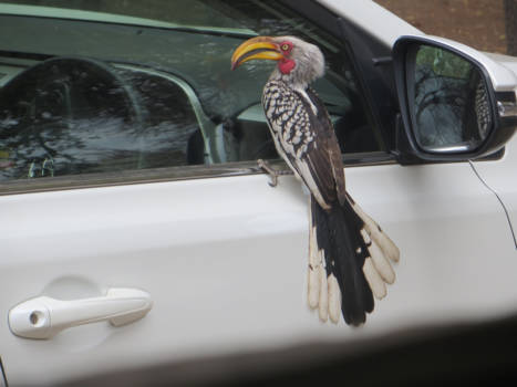 Krugerpark - Even binnengluren