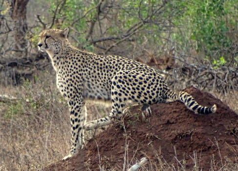 Krugerpark - Aandachtig