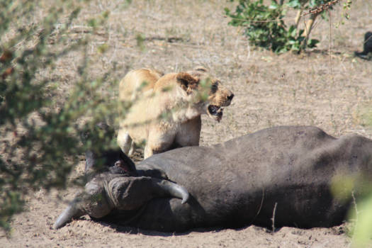 Mpumalanga - puur natuur!