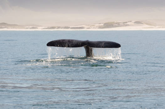 Hermanus - Southern Right Whale - Zuidkapers