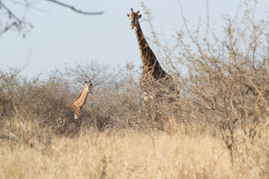 Hoedspruit - Balule Nature Reserve