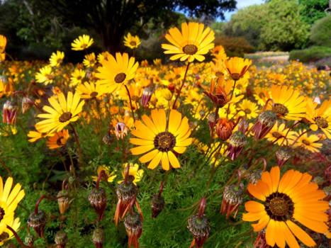 Kaapstad - Kleurvolle lente in kaapstad.