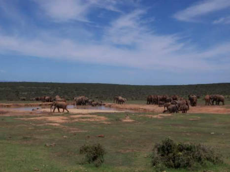 Addo Elephant National Park - Addo elephants park south africa