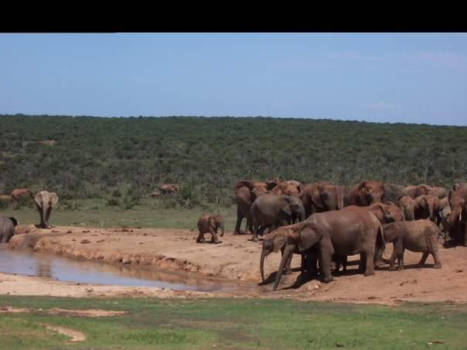 Addo Elephant National Park - Elephants at Addo elephant national park south africa