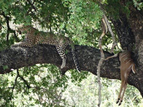 Krugerpark - Luipaard met prooi