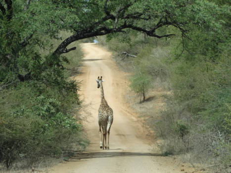Krugerpark - Giraf