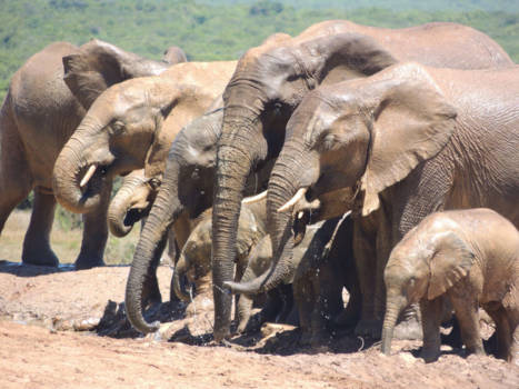 Addo Elephant National Park - Klein en groot zoekt verkoeling bij de waterpoel