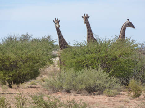 West-Kaap - De kat uit de boom kijken?