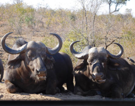 Krugerpark - Twee herkauwende buffels.