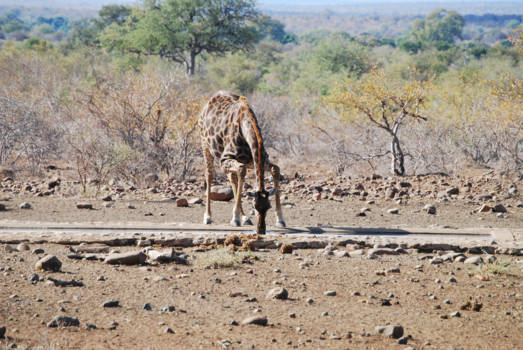 Krugerpark - Apparently, giraffes don't always drink with their legs wide