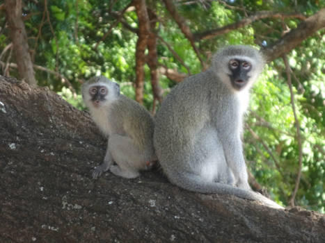 Krugerpark - Mischievous monkeys