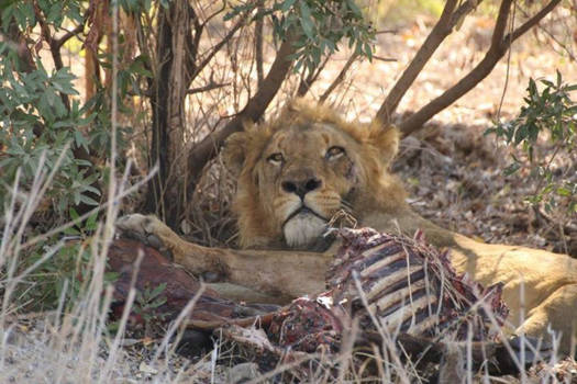Krugerpark - Even genoeg spareribs gehad..
