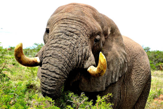 Addo Elephant National Park - Olifant: "Nature's greatest masterpiece"