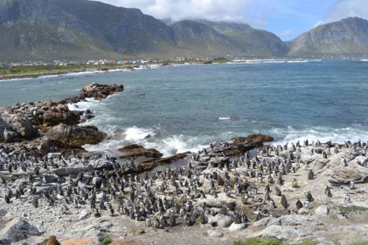 Kaapstad - Betty's Bay Zuid Afrika met zijn duizenden pinguïns