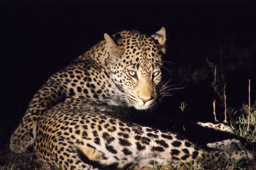 Krugerpark - Luipaard in de nacht