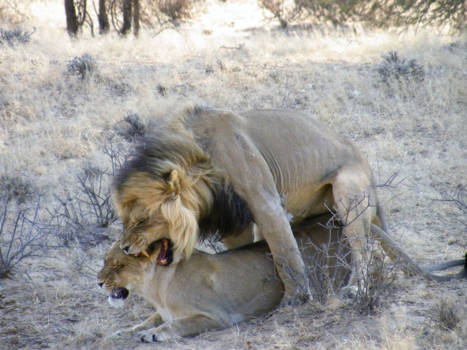 Kgalagadi Transfrontier Park - Love is in the air