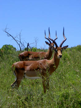 Kaapstad - Synchroon in nieuwsgierigheid