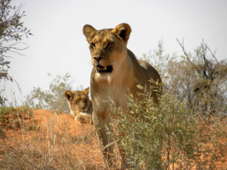 Kgalagadi Transfrontier Park - Jong mannetje poseert eventjes voordat hij weer gewoon verder slaapt...