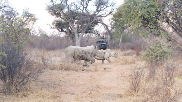 Limpopo - Running Rhinos