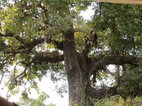 Krugerpark - Eindelijk dan de laatste van de big 5 met nog wat eten voor later(rechts op de tak)