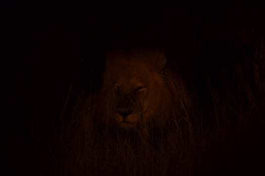 Krugerpark - Lion waking up around midnight
