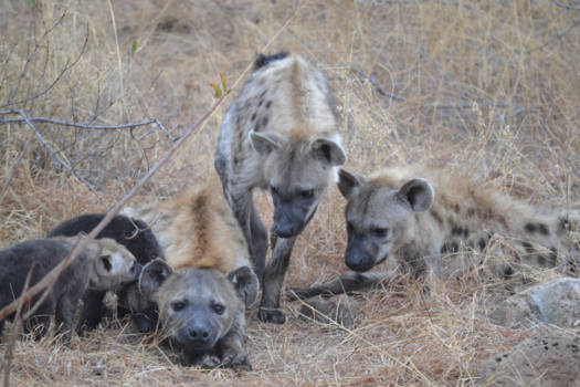 Krugerpark - Hyena cubs