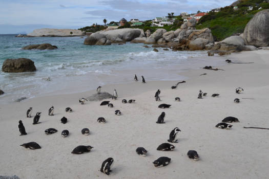 Boulders Beach - Penguins on holiday