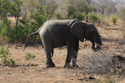 Krugerpark - caught in the act.....