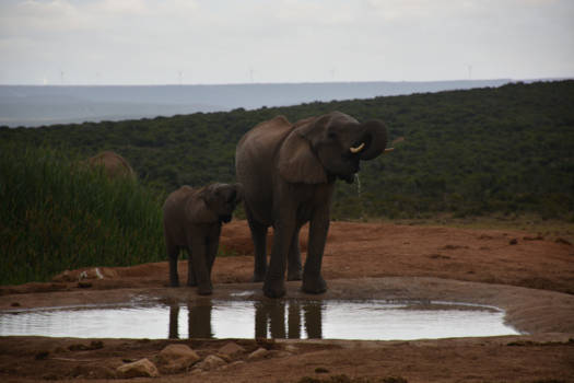 Addo Elephant National Park - Mama olifant met kleintje