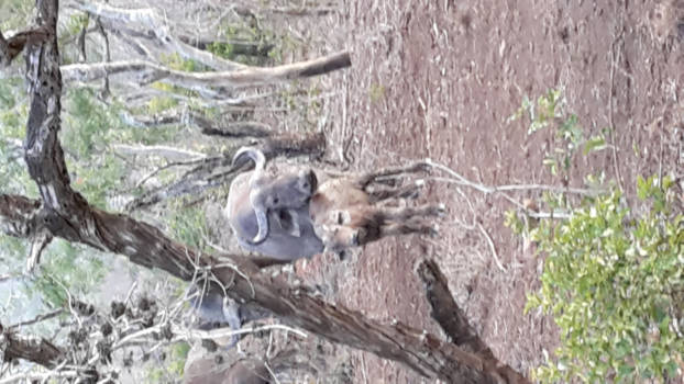 KwaZulu-Natal - Moeder en jong