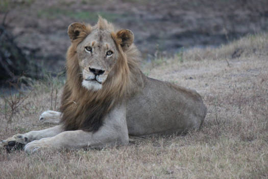 Krugerpark - Leeuw op zoek naar zijn volgende prooi